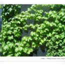 몽그라니 이미지