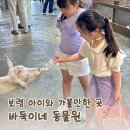 보령 바둑이네동물원 후기｜먹이주기, 입장료, 동물종류 총정리