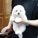 꼬똥드툴레아 분양 성격 켄넬 꼬통 꽃동 뽀솜이의 첫 미용