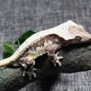 인투더크레