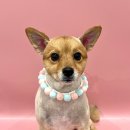 마이뷰티독 이마트 월계점 | 월계동 애견미용샵 마이뷰티독 이마트월계점 편안하게 미용했어요~