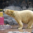 이누카 이미지