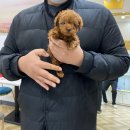 반송동045 | 동탄강아지분양 3번째 분양후기 입니다