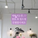 부니헤어 이미지