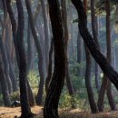 솔밭공원2 이미지