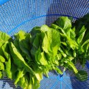 진천매운탕어탕 이미지