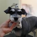 개 웃는날 이미지