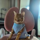 AK동물병원