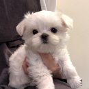 푸른들동물병원 이미지