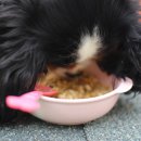 출출한강아지 이미지