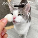 나루동물병원 | 송파 마리 동물병원 고양이 건강검진 예방접종 잠실동물병원 추천