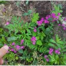 청산한옥계곡펜션 이미지