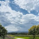 영애농장 | 멜버른 자차 와이너리 투어 후기 (De Bortoli, Yarra Valley Chocolaterie 공장, Yering Station Winery...