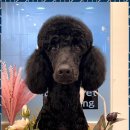 더펫살롱 이미지