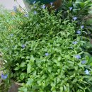 로벨리아 이미지