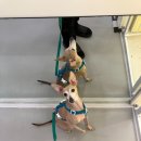 강아지유치원왕왕 이미지