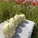 선이네농장 이미지