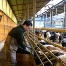 흑비원염소농장 이미지