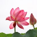 관음포연꽃마을협동조합 이미지