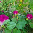 소리나팔꽃 이미지