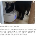 한남심장내과동물병원 이미지