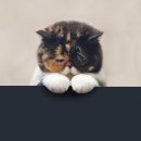 야옹야옹 이미지