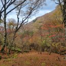 일본 아마기산(天城山, Amagisan) 정상 능선 종주 이미지
