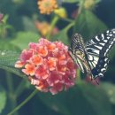 꽃과 나비 이미지