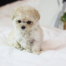 도그마루 강아지 고양이 울산점 이미지