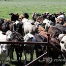 경미축산 이미지