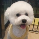 밀크숑 애견샵 이미지