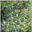 피자버스 이미지