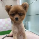 도그플러스 애견미용 이미지