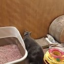 묘한호텔 | [묘한호텔] 고양이 호텔 이용기