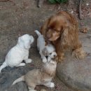 쫄랑쫄랑 이미지