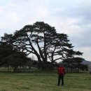 상주 상현리 반송 이미지