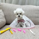 강남애견백화점 이미지