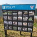 (주)나무그림엔터테인먼트 | 여주 가볼만한곳 강천섬 은행나무길 실시간 절정시기 후문 주차 꿀팁 피크닉 후기