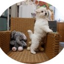 리사앤루이 프리덤 이미지