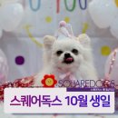 스퀘어독스롯데