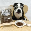 펫스미스 이미지