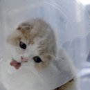 해루(어)