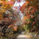 중국단풍길 이미지