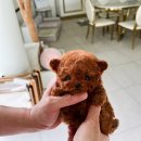 퍼피라이프 이미지