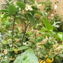 나무향기 이미지