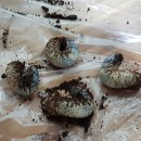 무지개 사슴농장 이미지