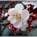 살구꽃공원 이미지