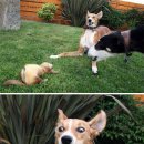 댕댕이# 이미지