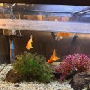 미지 | [안양] 안양 술집 ‘미지’ 솔직 후기 (안양일번가 감성 이자카야)