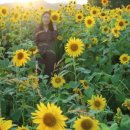 핑크뮬리 꽃단지 원 이미지